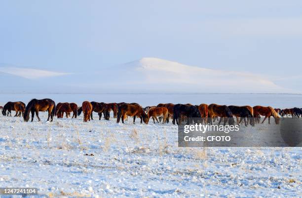 Horses forage in the snow in Elun Grassland in Hohhot, Inner Mongolia, China, Feb. 18, 2023.