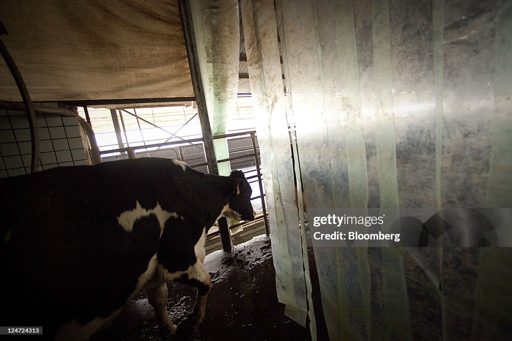 Fonterra To Build Third Chinese Dairy Farm As Demand Surges