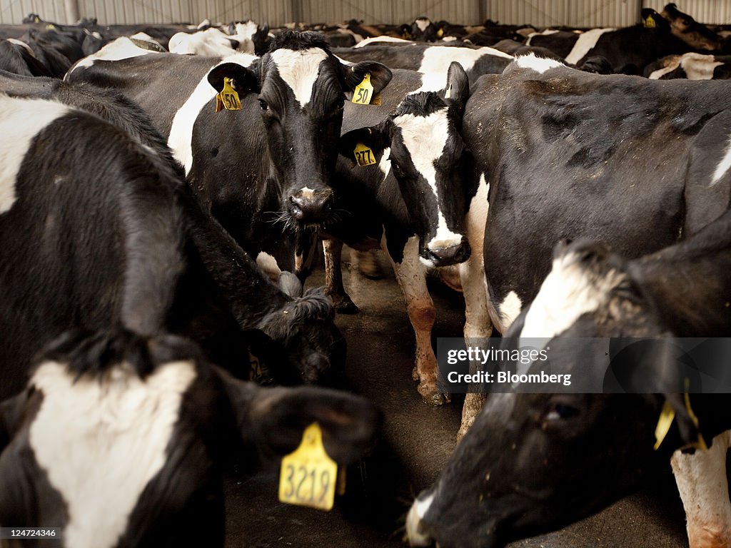 Fonterra To Build Third Chinese Dairy Farm As Demand Surges