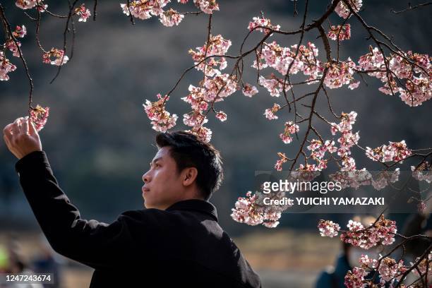 Man poses for photographs under a cherry blossom tree at Shinjuku Gyoen park in Tokyo on February 18, 2023.