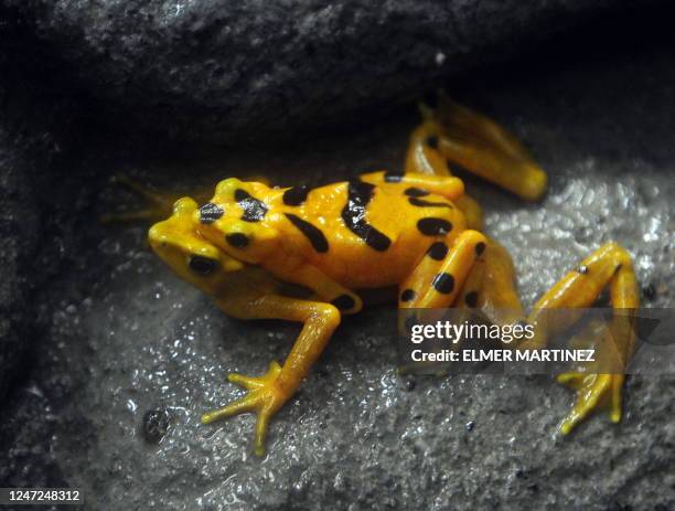 Golden frog seen at the El Nispero del Valle de Anton zoo, 124 km east of Panama City April 16, 2009. The Houston zoo, through the El Valle...