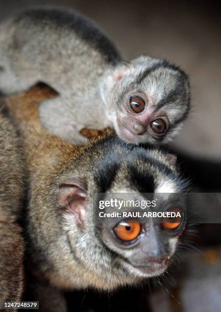 Grey-bellied Night Monkey born in captivity one month ago, climbs onto his mother on May 19, 2009 at the Santa Fe Zoo, in Medellin, Antioquia...