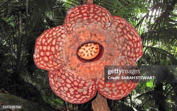 Malaysia-environment-Rafflesia,FEATURE, by Sarah Stewart World's biggest flower, named Rafflesia, hangs off a branch in the forests of Ulu Geroh in...
