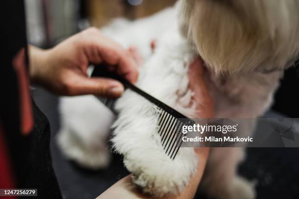 ein niedlicher kleiner weißer maltesischer hund in einem hunde-schönheitssalon - fellpfleger stock-fotos und bilder