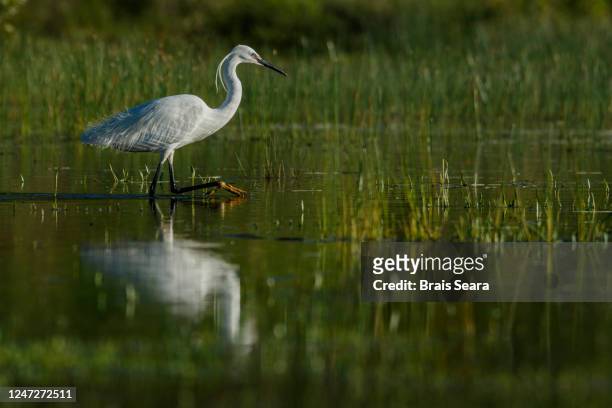 little egret (egretta garzetta) on marsh. - nature reserve stock pictures, royalty-free photos & images
