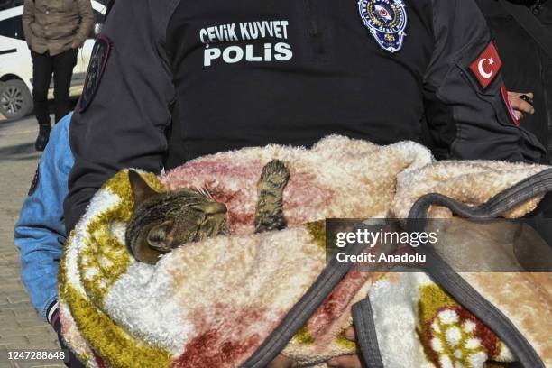 Police brings a quake-hit cat to coordination center set up by Turkish Veterinary Medical Society Volunteer as vets treat pets, rescuing from the...