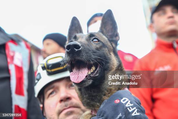 Search and rescue dog takes part in the search and rescue operations in Adana, Turkiye on February 17, 2023 after 7.7 and 7.6 magnitude earthquakes...