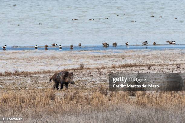 Wild boar is seen in a field in Gallocanta Lake during a winter day. Gallocanta Lake is one of the most important stopover sites for migrating common...