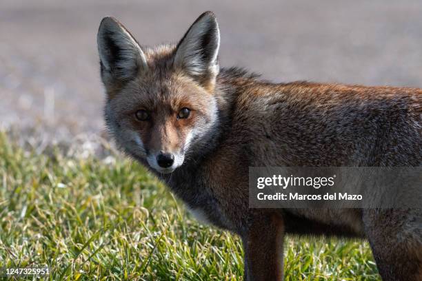 Red fox is seen in a field near Gallocanta Lake during a winter day. Gallocanta Lake is one of the most important stopover sites for migrating common...