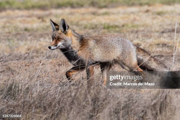 Red fox is seen in a field near Gallocanta Lake during a winter day. Gallocanta Lake is one of the most important stopover sites for migrating common...