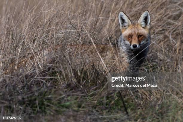 Red fox is seen in a field near Gallocanta Lake during a winter day. Gallocanta Lake is one of the most important stopover sites for migrating common...