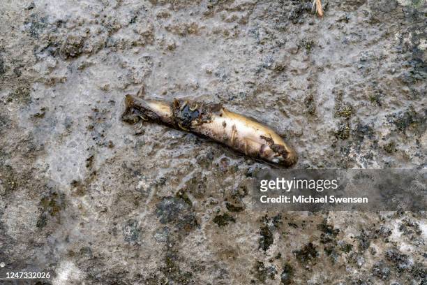 Fish lays dead following a train derailment prompting health concerns on February 20, 2023 in East Palestine, Ohio. On February 3rd, a Norfolk...