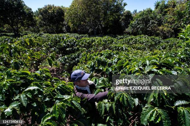 Worker cuts and collects coffee fruits in a coffee plantation in Heredia, Costa Rica, on February 3, 2023. - The "El Encanto" coffee farm, nestled on...