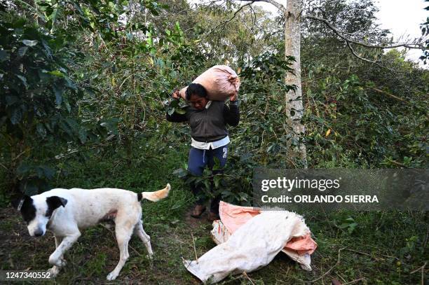 Woman carries on her back a bag of coffee beans at the "El Encanto" farm in a mountain in Siguatepeque, Honduras on February 9, 2023. - The "El...