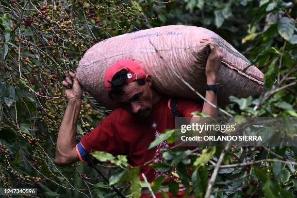 Man carries on his back a bag of coffee beans at the "El Encanto" farm in a mountain in Siguatepeque, Honduras on February 9, 2023. - The "El...