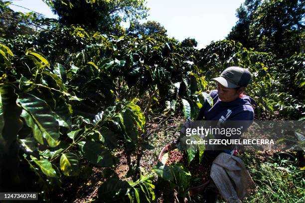 Worker cuts and collects coffee fruits in a coffee plantation in Heredia, Costa Rica, on February 3, 2023. - The "El Encanto" coffee farm, nestled on...