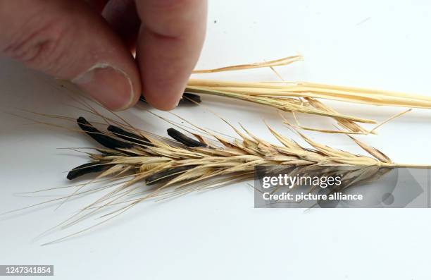 February 2023, Baden-Württemberg, Karlsruhe: The sclerotium of the ergot fungus is shown on an ear of rye at the Staatliches Museum für Naturkunde...