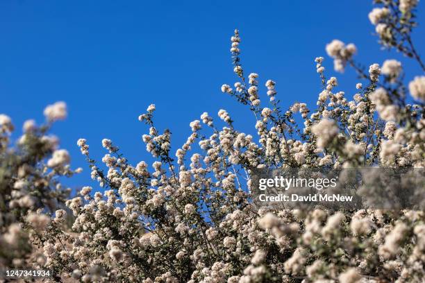 Ceanothus crassifolius bush blooms near Steele Peak as the spring wildflower season nears on February 20, 2023 near Perris, California. Powerful...