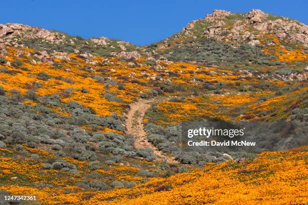 California poppies , the official state flower of California, bloom near Steele Peak as the spring wildflower season nears on February 20, 2023 near...