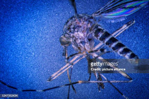 January 2023, Mecklenburg-Western Pomerania, Riems: A ringworm mosquito is seen on a control monitor connected to a microscope in the laboratory for...