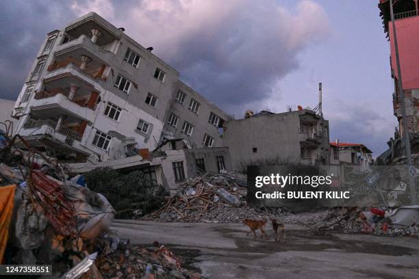 Dogs are seen on a street near the rubble of collapsed buildings, a day after a 6.4-magnitude earthquake struck the region, in the coastal city of...