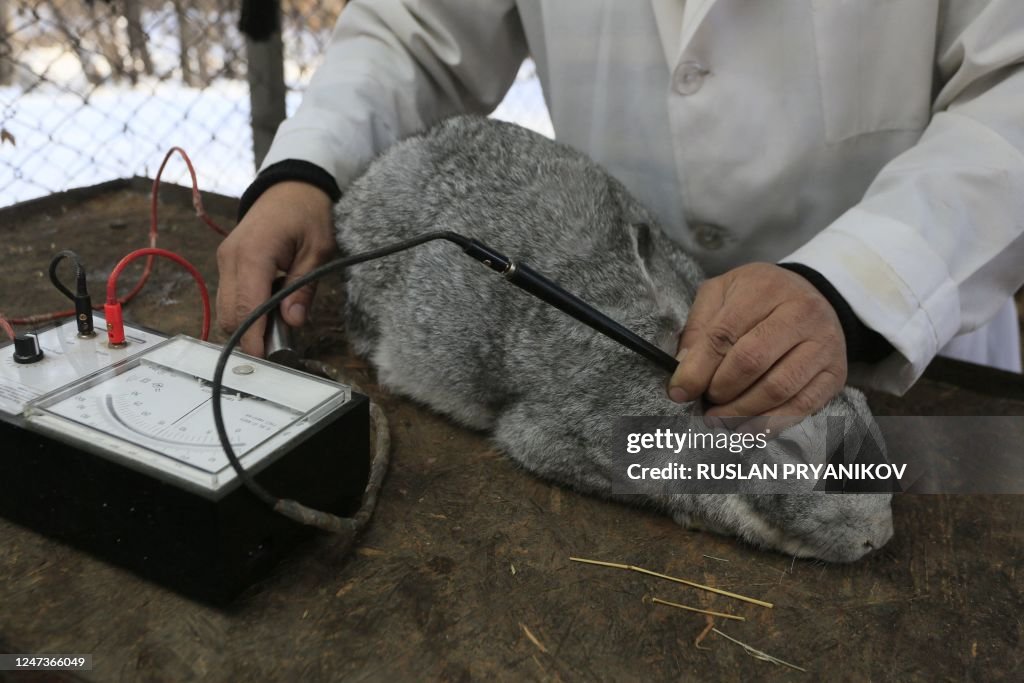 Casia Rabbit Specialist Ardak Khamitov works with a rabbit at the biologic station ...