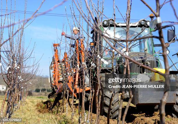 Juliet', la pomme bio made in France qui fait bien vivre les agriculteurs". Des employés arrachent des plants de pommiers le 29 février 2012 à...