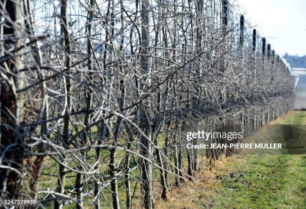 Juliet', la pomme bio made in France qui fait bien vivre les agriculteurs". Photo prise le 29 février 2012 à Saint-Vite, de l'un des vergers de...