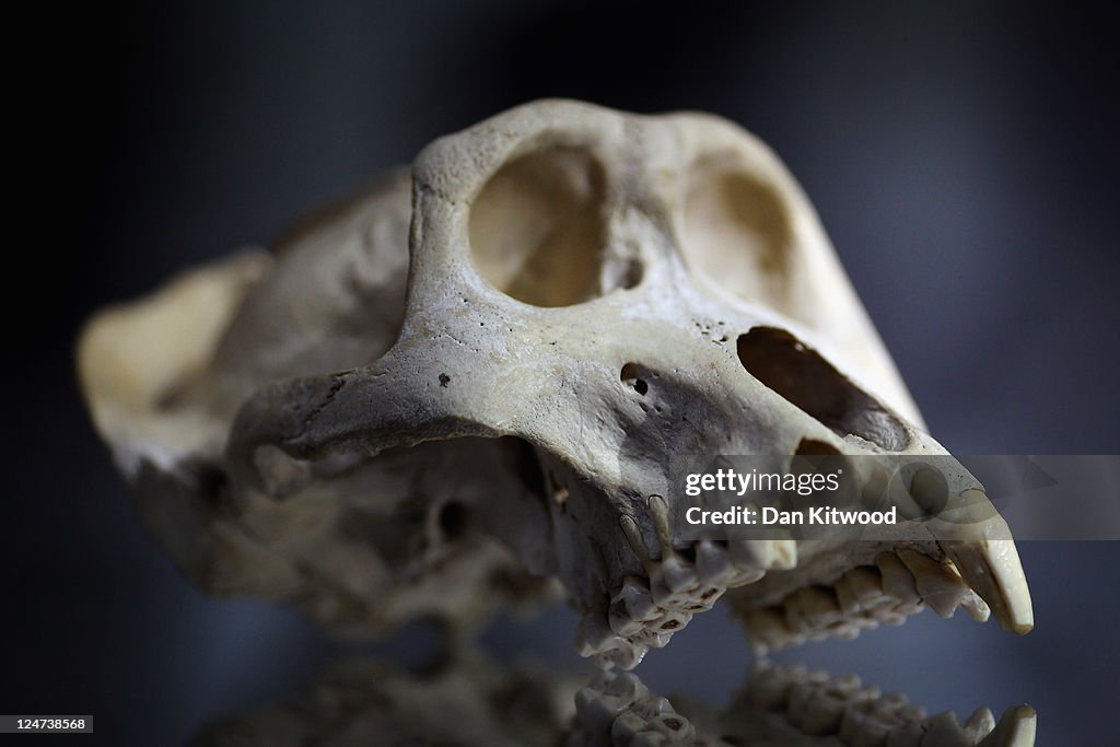 Specimens In The Metropolitan Police's Illegal Trade In Endangered Species Exhibition