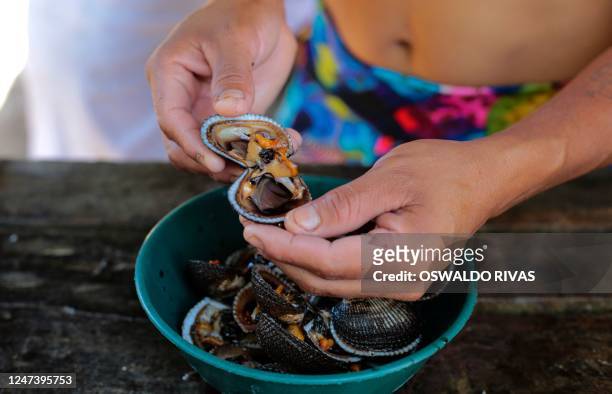 Woman prepares black shells for lunch with her family at town of Aserradores, Pacific Coast of Nicaragua, which she collected at a mangrove swamp,...