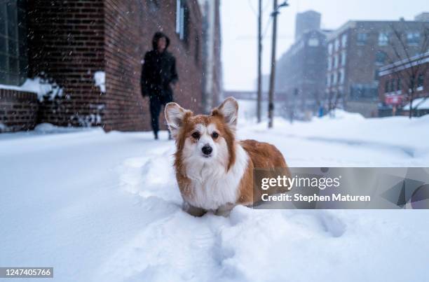 Ken Palmquist walks his dog Harper as snow falls on February 23, 2023 in Minneapolis, Minnesota. The winter storm has caused major travel disruption...