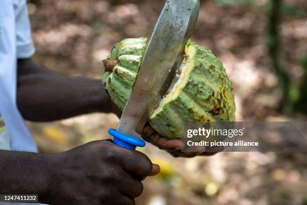 February 2023, Ivory Coast, Agboville: A farmer opens a cocoa pod on a cocoa plantation. Federal Minister of Labor Heil and Federal Minister for...