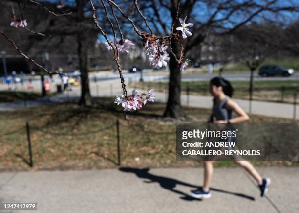 Person runs past blooming cheery blossoms on the National Mall on an unseasonably warm day in Washington, DC, on February 23, 2023. - Temperatures in...