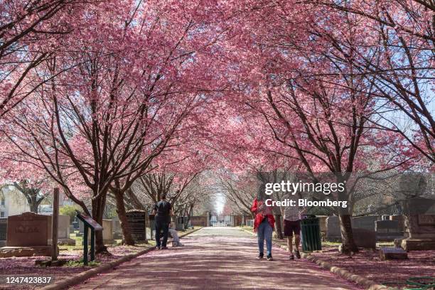 Visitors walk beneath cherry trees at the Congressional Cemetery during unseasonably warm weather in Washington, DC, US, on Thursday, Feb. 23, 2023....