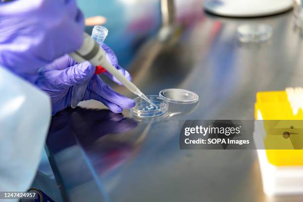 An embryologist, Oksana Lyzohub prepares reproductive cells in an IVF lab in 'IVMED' Fertility Center in central Kiev. IVMED Fertility Center offers...