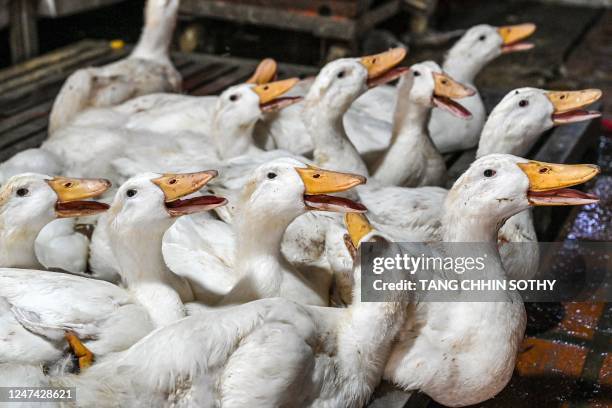 Ducks for sale at a market are pictured, in Phnom Penh on February 24, 2023. - The father of an 11-year-old Cambodian girl who died earlier in the...