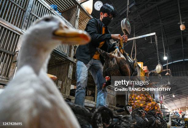 Worker weighs chickens at a market in Phnom Penh on February 24, 2023. - The father of an 11-year-old Cambodian girl who died earlier in the week...