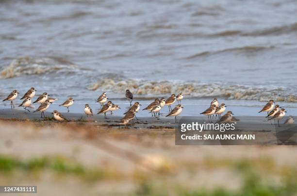 This picture taken on February 23, 2023 shows wintering shorebirds Lesser Sand-Plover and Kentish Plover standing near Letkhokekone beach in...