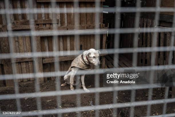 View of animal shelter as volunteers from different parts of Odesa Oblast dedicated to retrieve animals from war zones, feed and give care for...