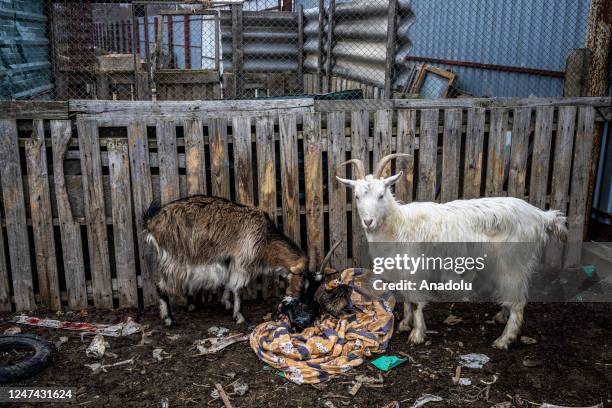 View of animal shelter as volunteers from different parts of Odesa Oblast dedicated to retrieve animals from war zones, feed and give care for...