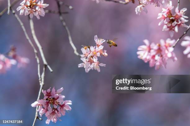 Bee flies towards a cherry blossom at the Congressional Cemetery during unseasonably warm weather in Washington, DC, US, on Wednesday, Feb. 23, 2023....