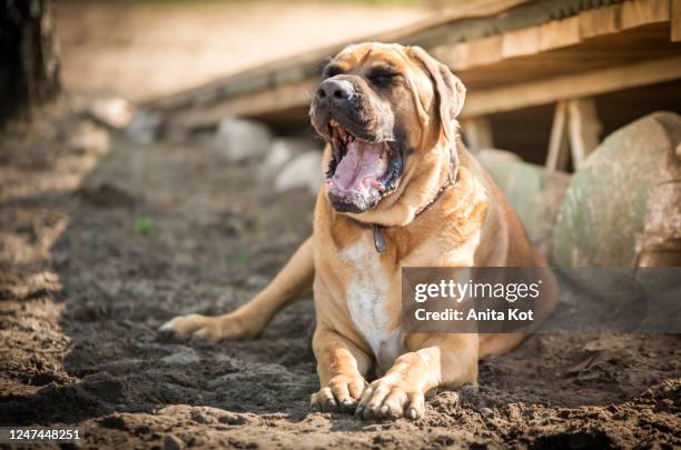 yawning dog - japanese tosa stock pictures, royalty-free photos & images
