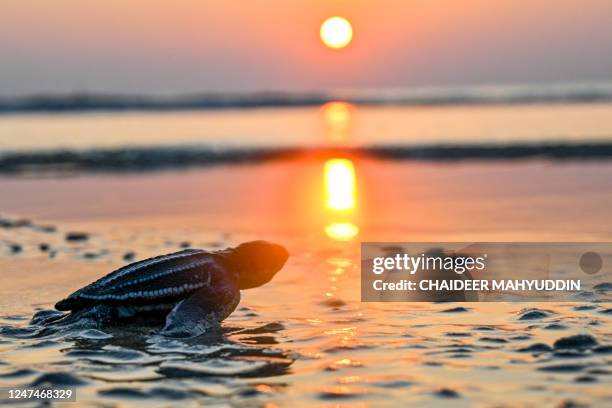 Small Leatherback sea turtle heads towards the sea during the sunset at Lhoknga beach in Aceh province on February 25, 2023.