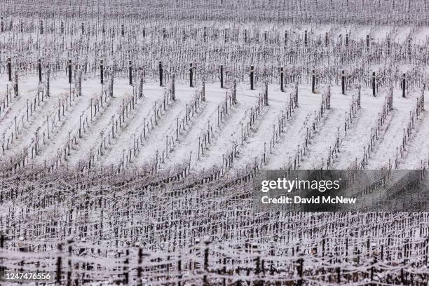 Vineyard is covered in snow along Sierra Highway on February 25, 2023 near Acton, California. The National Weather Service issued a blizzard warning...