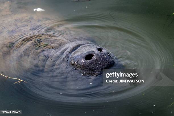 Manatee comes up for a breath of air within Bairs Cove at Merritt Island National Wildlife Refuge in Titusville, Florida, on February 25, 2023.