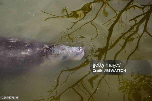 Manatee comes up for a breath of air within Bairs Cove at Merritt Island National Wildlife Refuge in Titusville, Florida, on February 25, 2023.