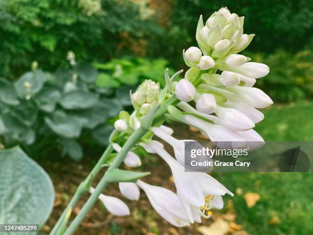 budding hosta - hosta stock pictures, royalty-free photos & images