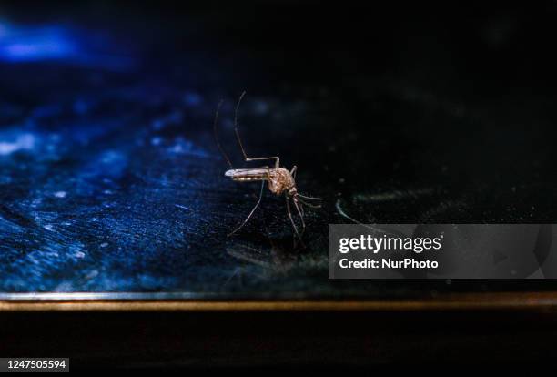 An adult female Anopheles mosquito bites a human body to begin its blood meal at Tehatta, West Bengal; India on . Part of the genus Anopheles, the...