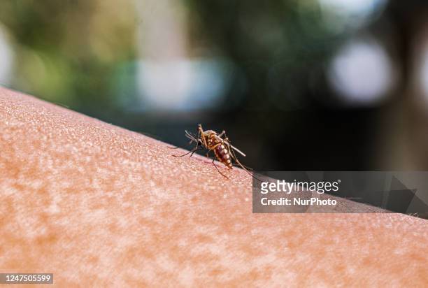 An adult female Anopheles mosquito bites a human body to begin its blood meal at Tehatta, West Bengal; India on . Part of the genus Anopheles, the...