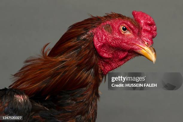 Rooster is pictured before a cockfight at a popular cafe in Iraq's southern city of Basra, on February 24, 2023. - Banned in many countries,...